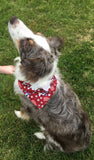 Dog Bandanna with White Glitter Bow - Sapphire-Passion